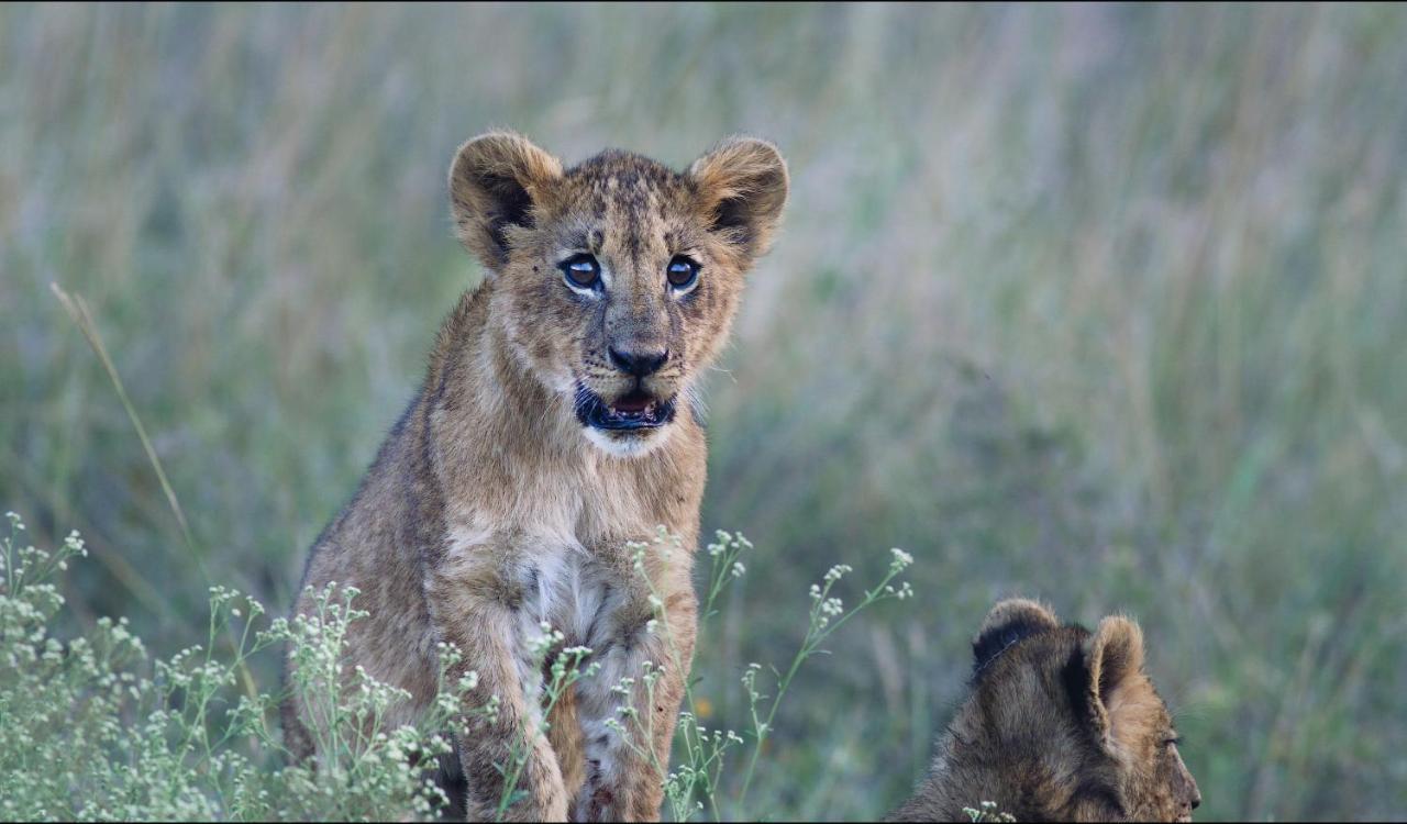 Ololo Safari Lodge ไนโรบี ภายนอก รูปภาพ