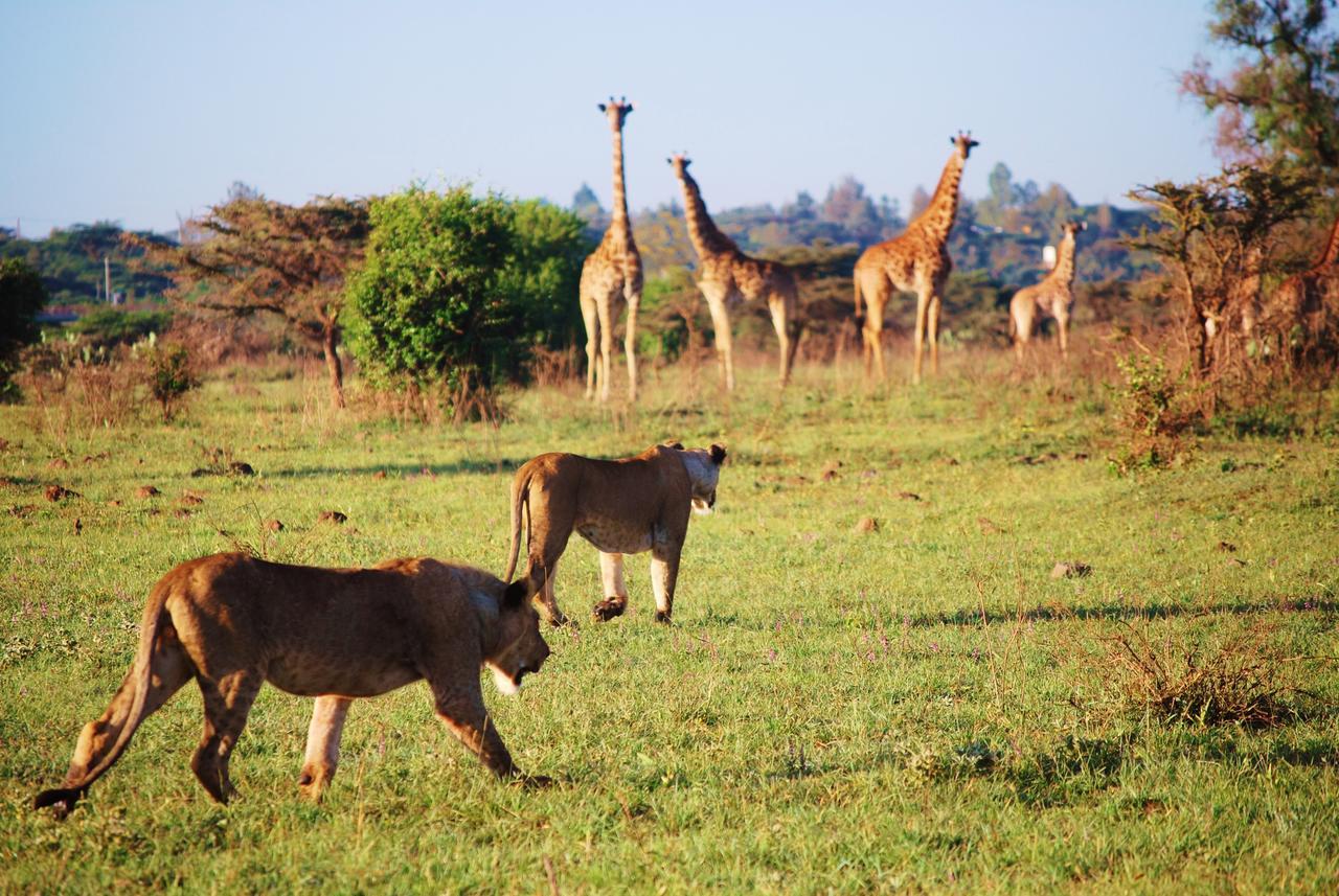 Ololo Safari Lodge ไนโรบี ภายนอก รูปภาพ